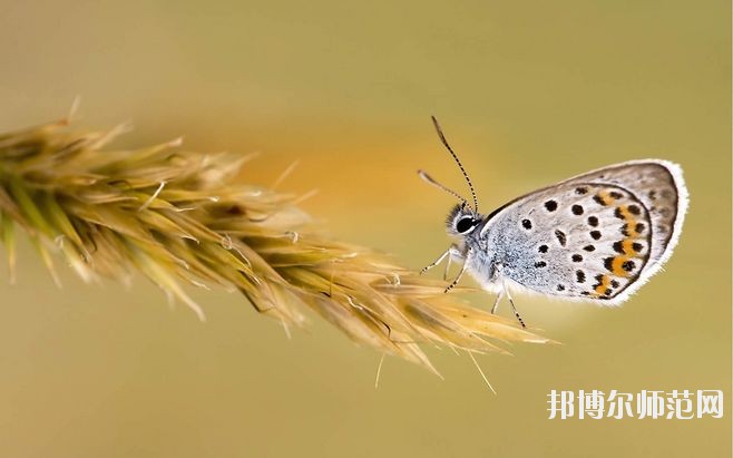 甘肅2020年幼師學校有哪些專業(yè)比較好